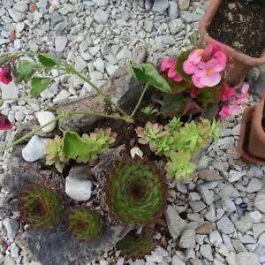 Ena , 286 Holiday home